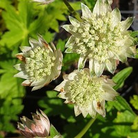 Astrantia major 'Alba'
